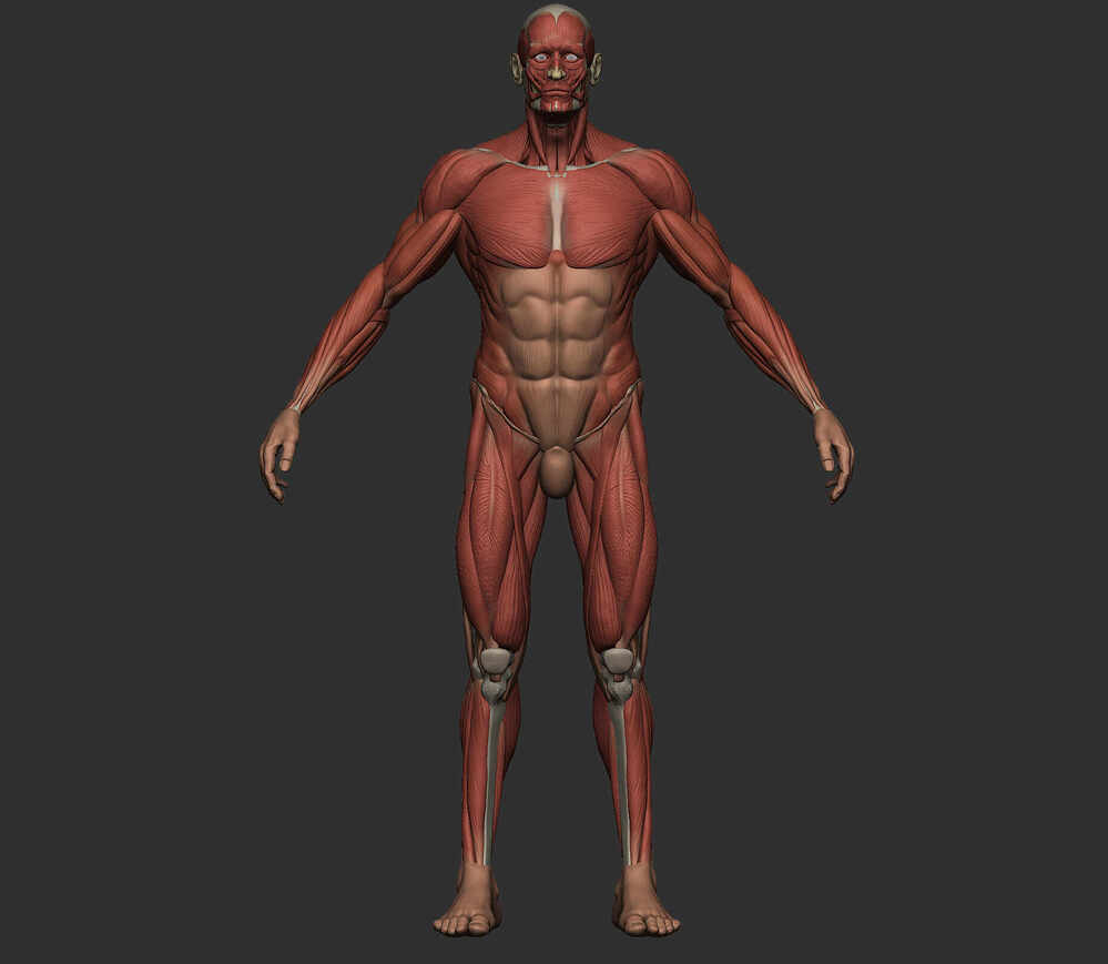 Ecorche Render_Bruto_Best
