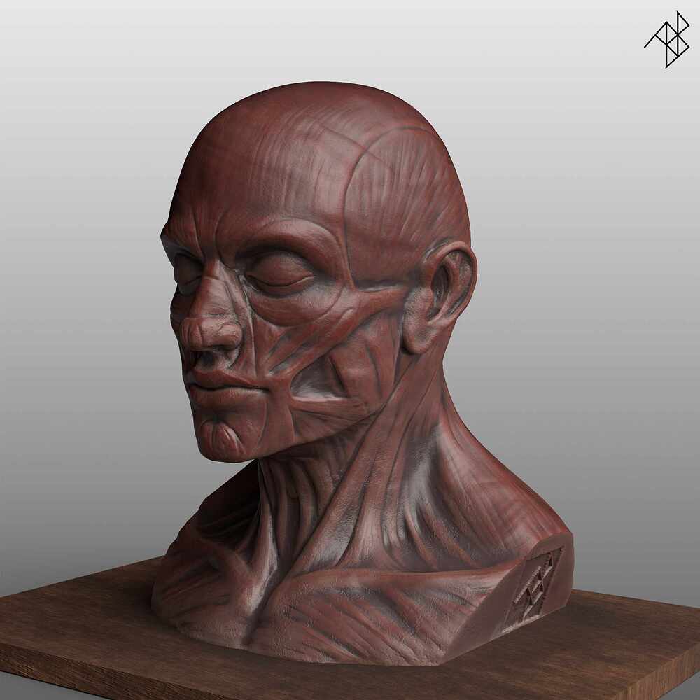 Facial Anatomy - Improved - 02