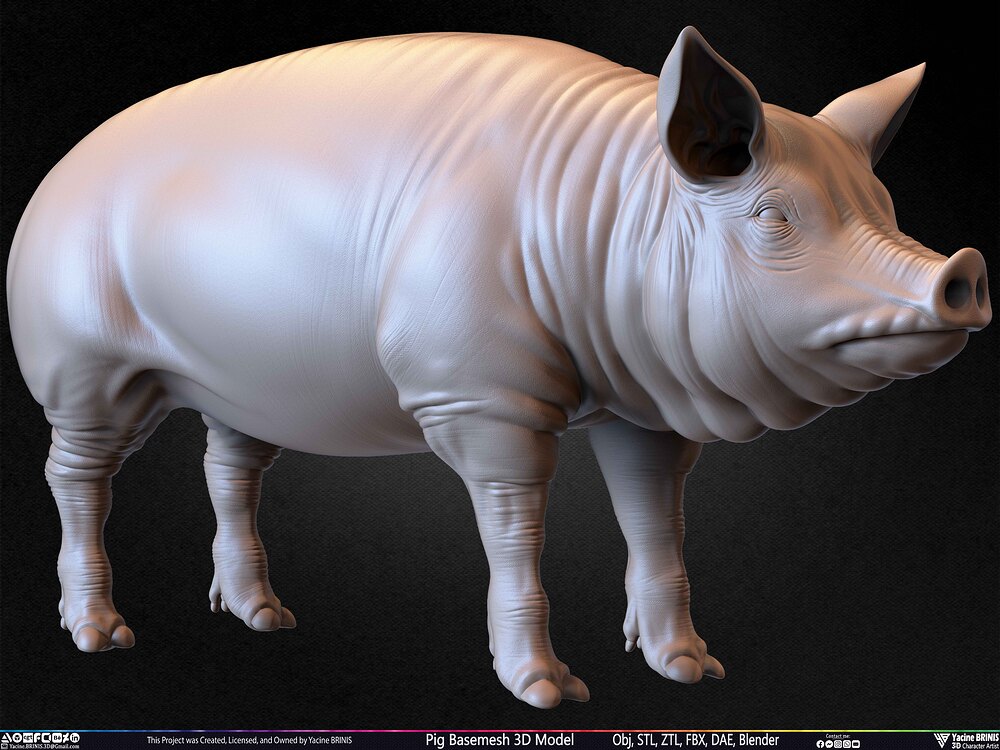 Pig Basemesh 3D Model Animal Anatomy Sculpted by Yacine BRINIS Set 059