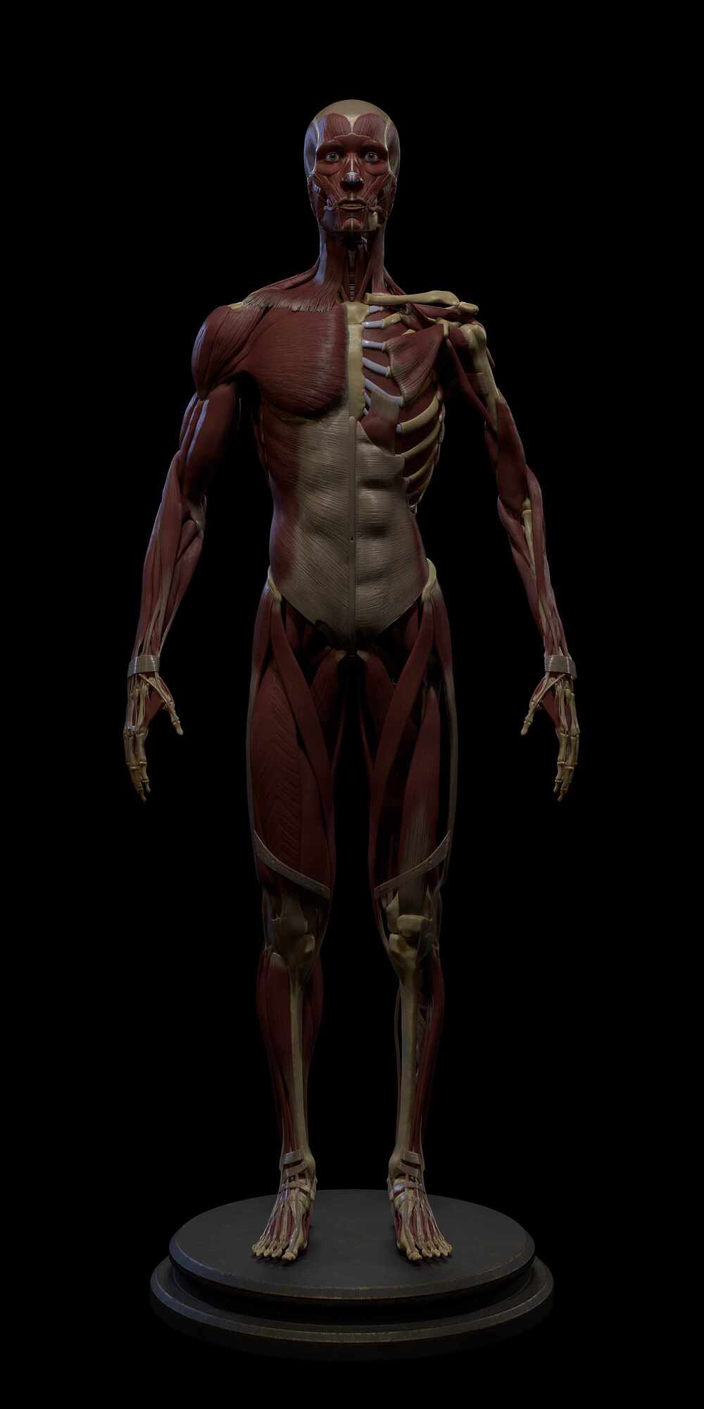 Half_Muscle_Front