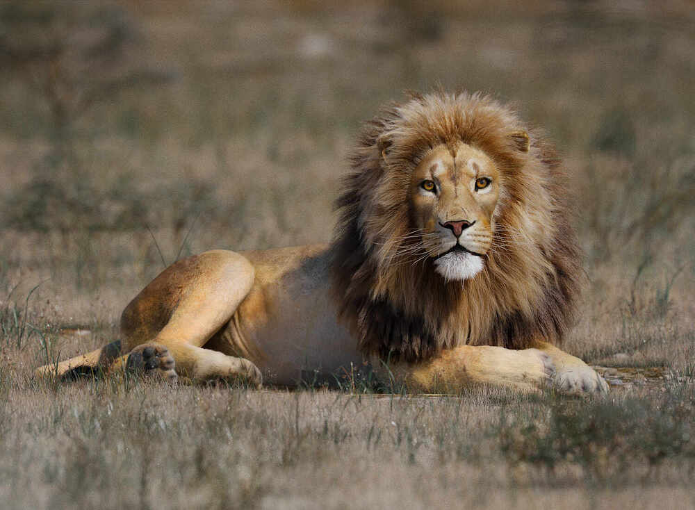 Lion_001