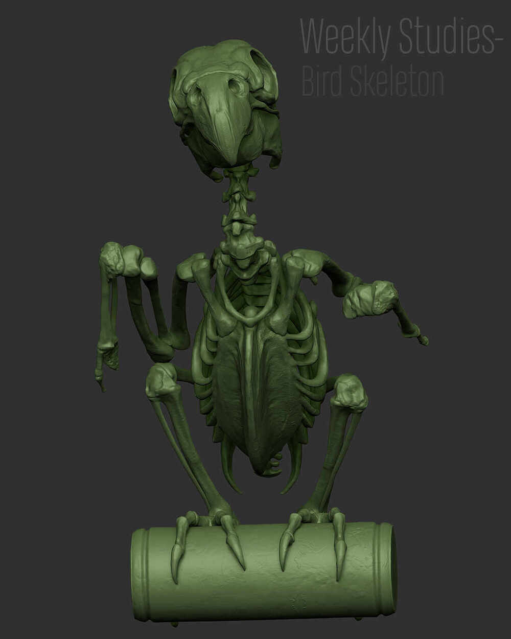 BirdStudy_Renders_06