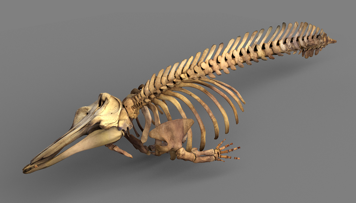 Vertebrates_beaked_whale_zbc