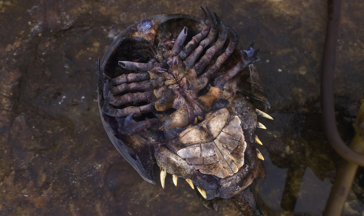 HS_Crab_Diseased_Cold_V05