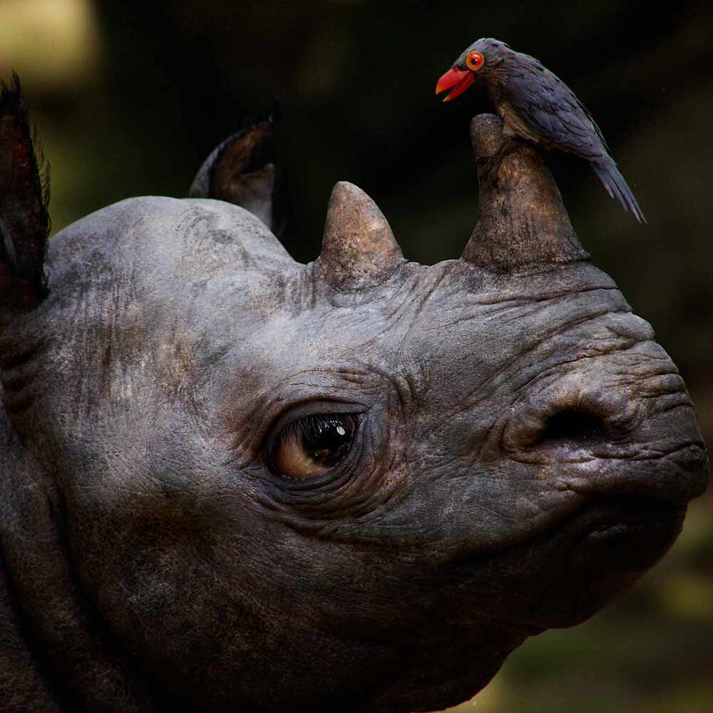 RhinoBirdA_Final02