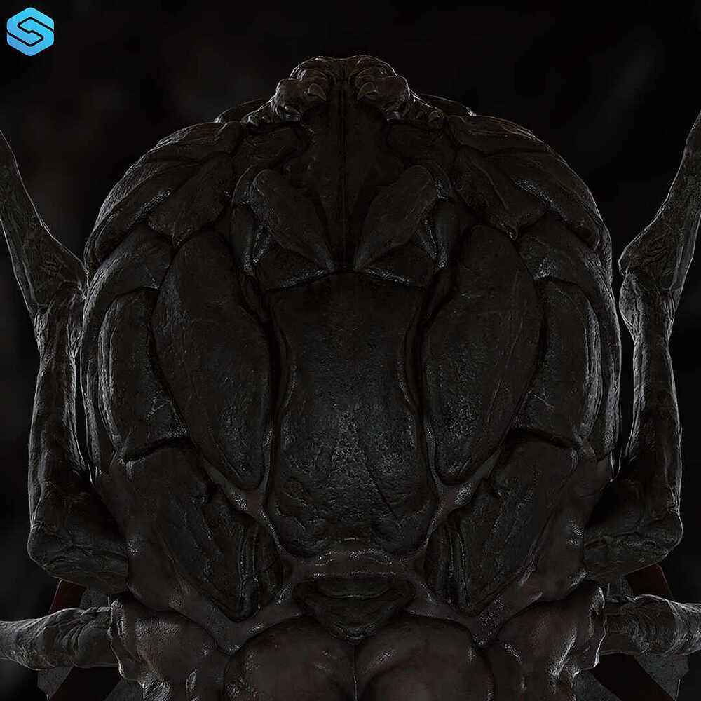 arachnide 02