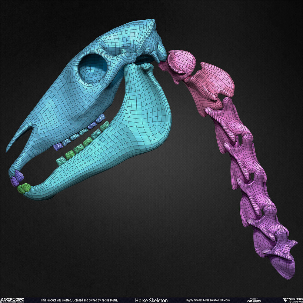 Highly Detailed Horse Skeleton 3D Model Sculpted by Yacine BRINIS Set 070