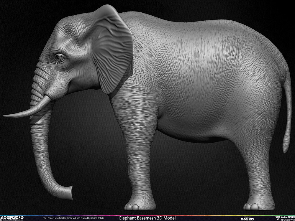 Elephant Basemesh 3D Model Animal Sculpted by Yacine BRINIS Set 016