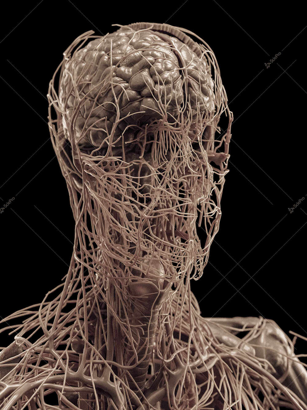 averageFitMale_headNeck_anatomyLayer9