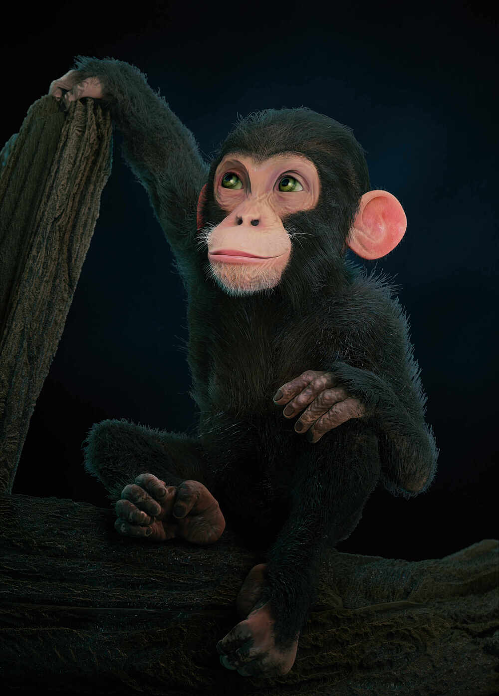 Chimp_001_2022 (3)