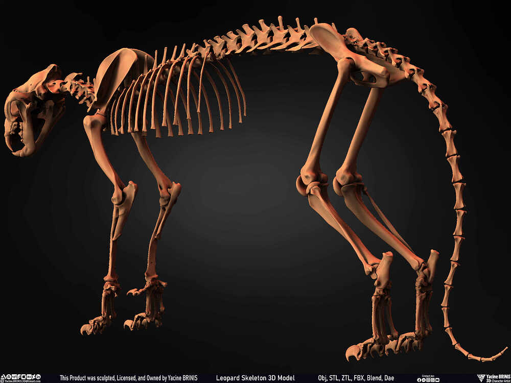 Leopard Skeleton 3D Model Sculpted By Yacine BRINIS 014