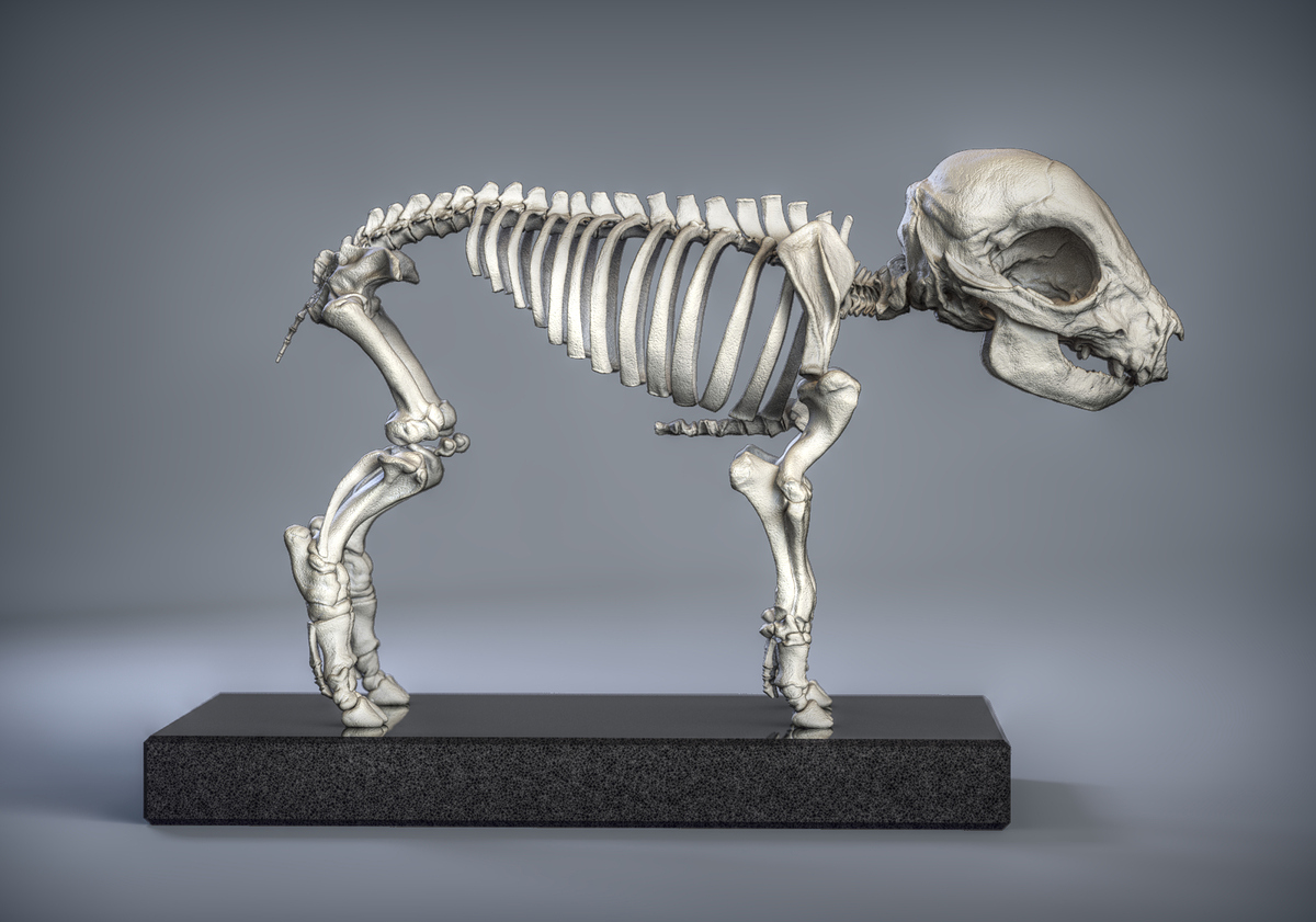 Skeleton_Side_new