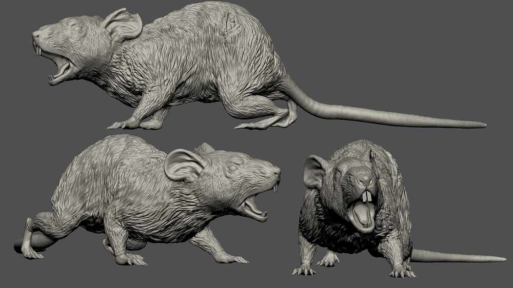 rat