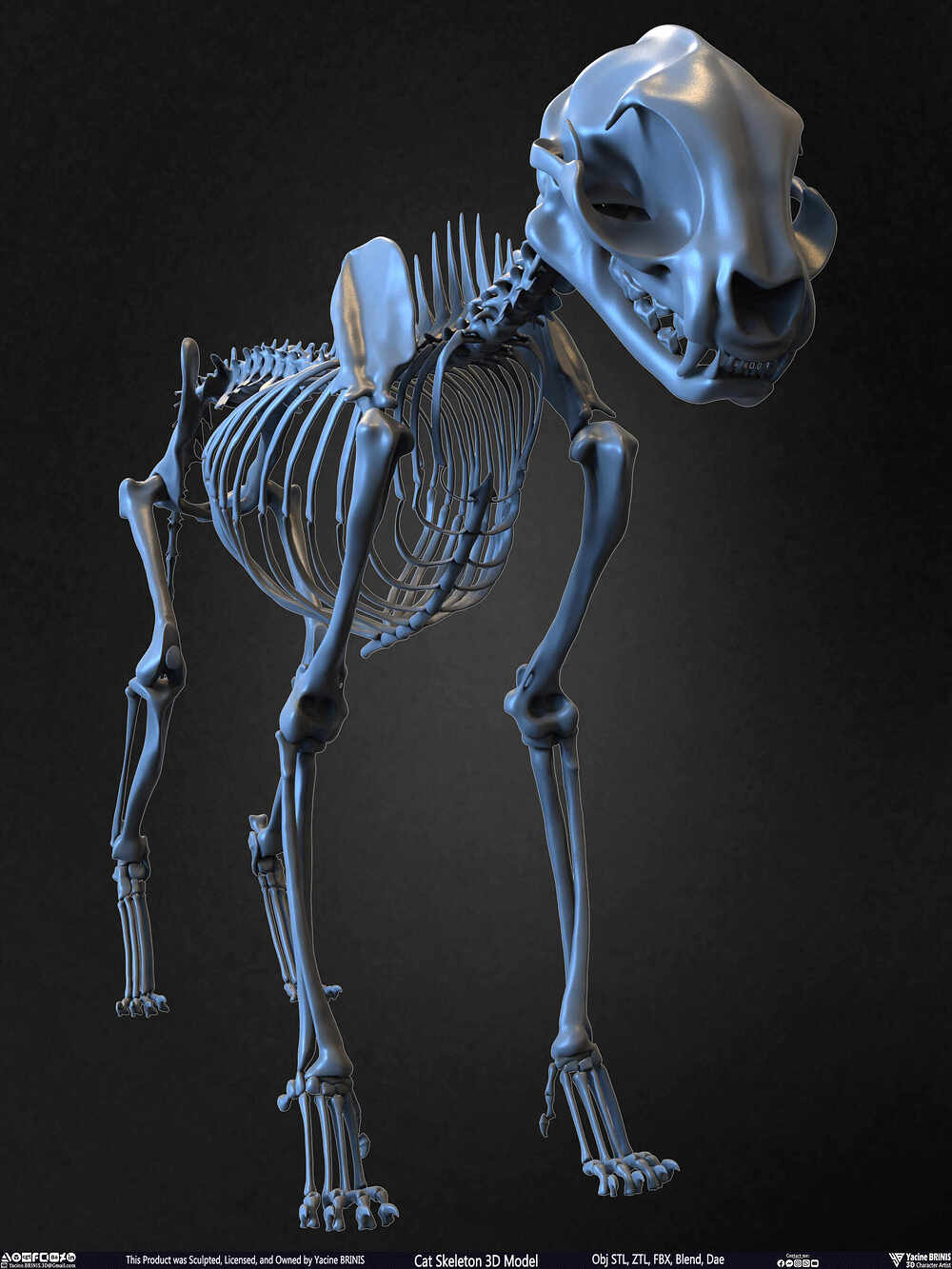 Highly Detailed Cat Skeleton 3D Model Sculpted by Yacine BRINIS Set 003