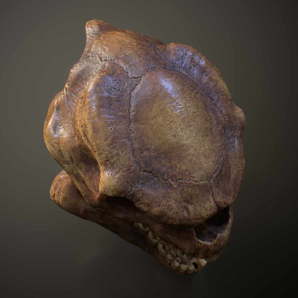 skull_FullQuality_004