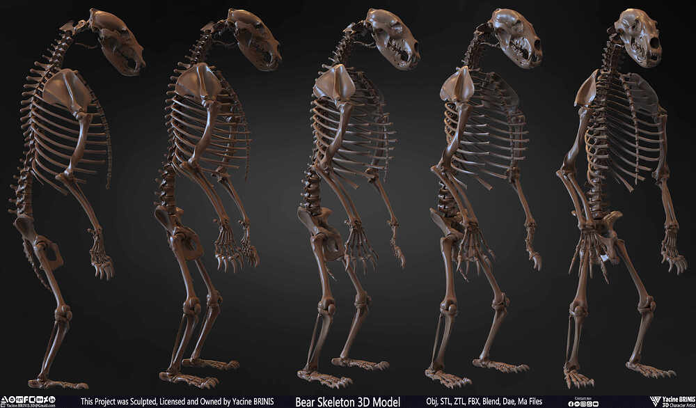 Bear Skeleton 3D Model Sculpted by Yacine BRINIS Set 003