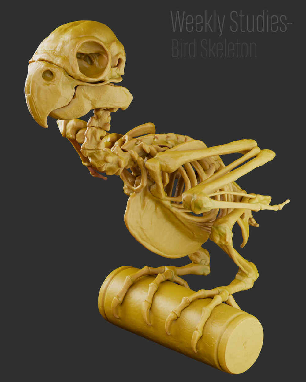 BirdStudy_RendersArnold_02