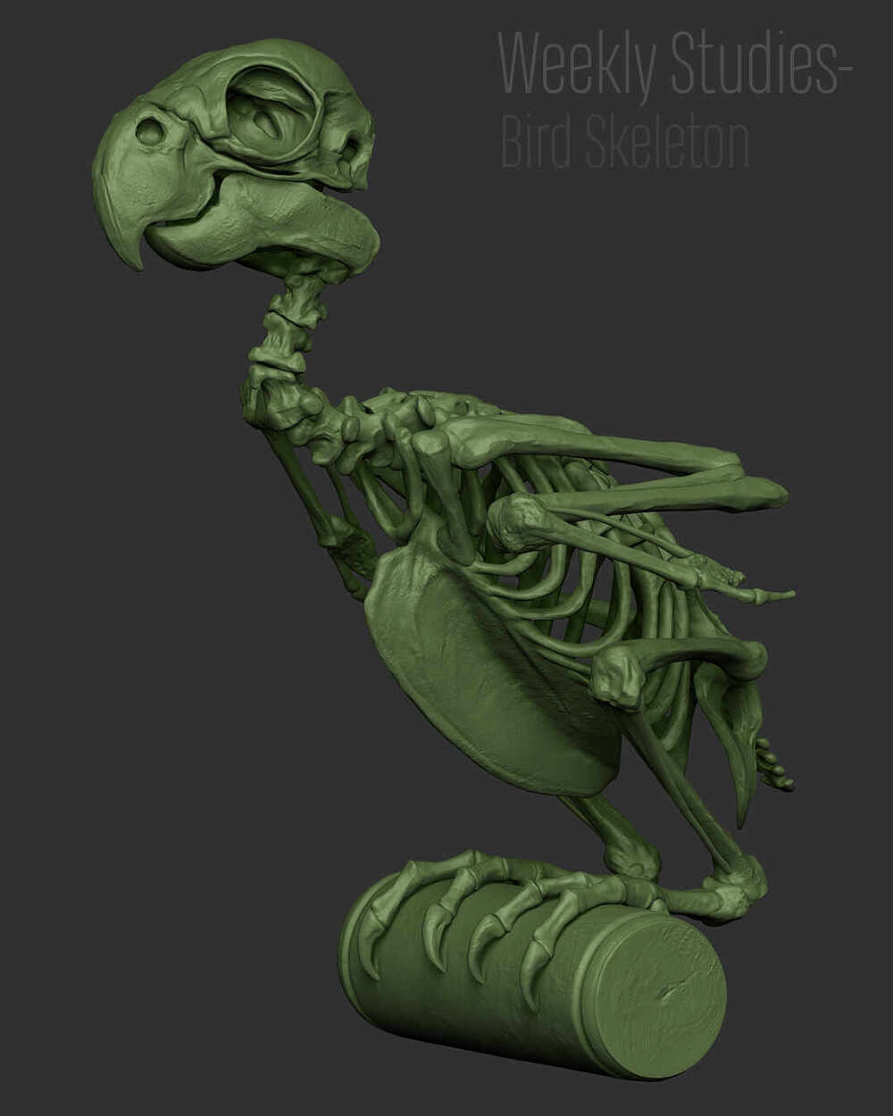 BirdStudy_Renders_10