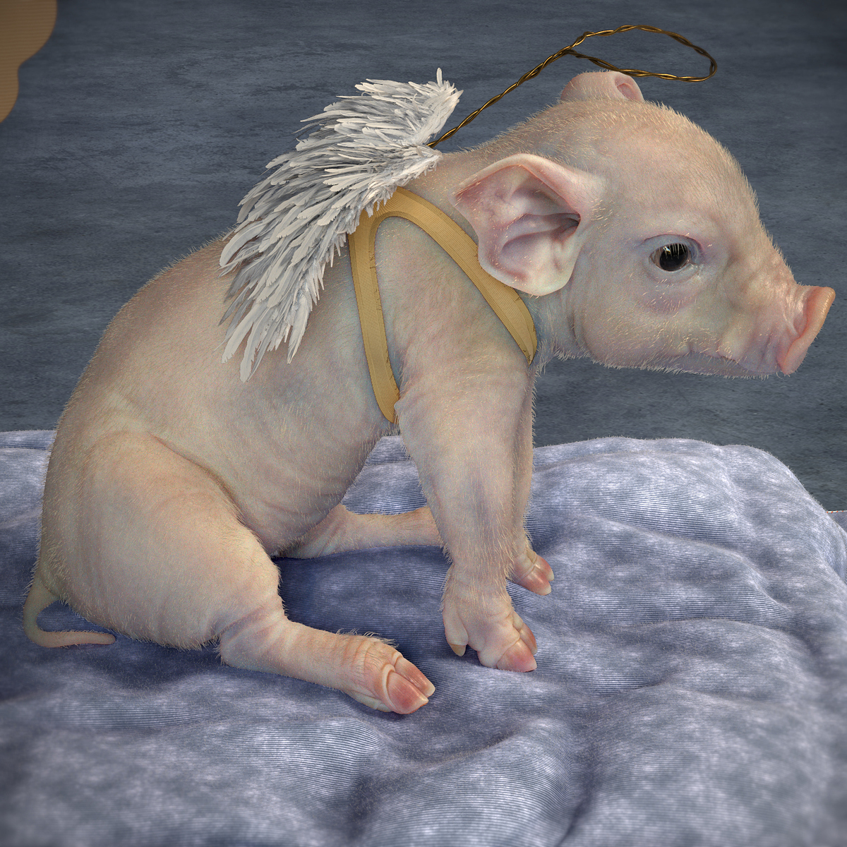 LittlePig_1.0004