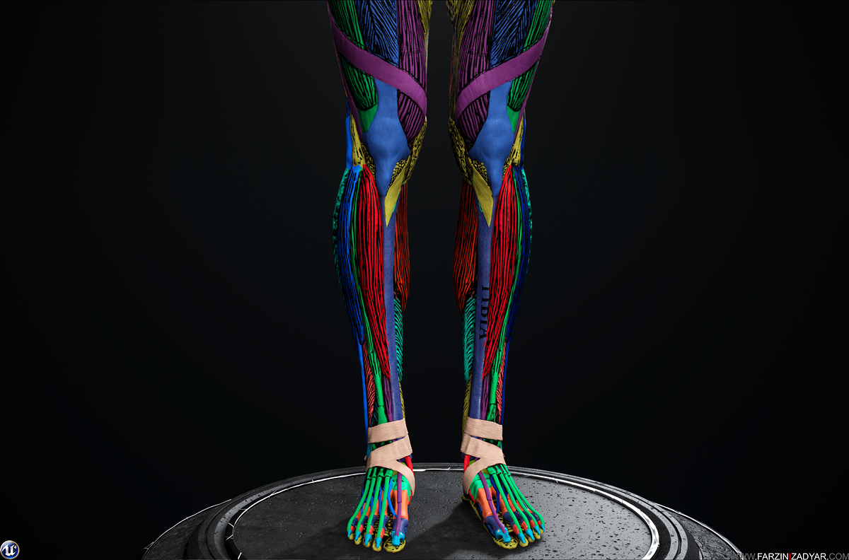 Farzin_Izadyar_Female_Anatomy_Kit_Fibers03