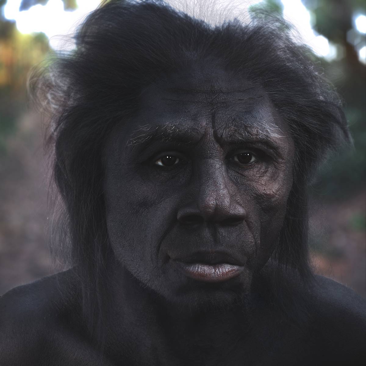 4-Erectus