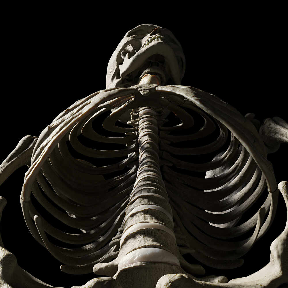 skeleton_neutral028