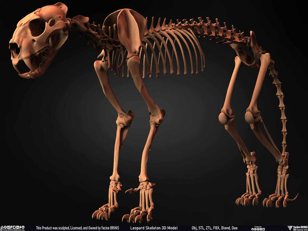 Leopard Skeleton 3D Model Sculpted By Yacine BRINIS 009