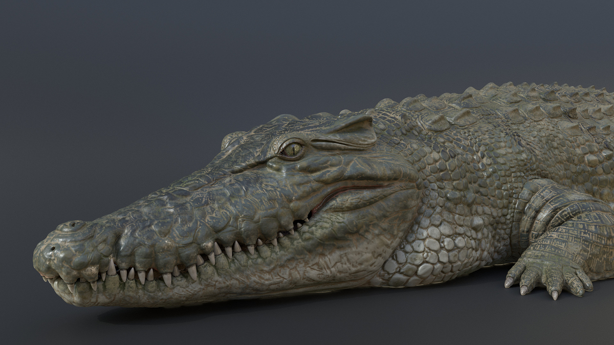 crocodile0001crocodile0001_10003