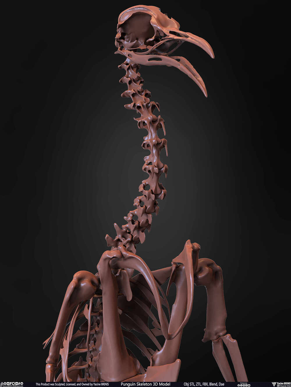 Punguin Skeleton 3D Model Sculpted by Yacine BRINIS Set 028