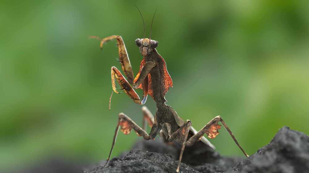 leaf_mantis_art_render_v04_comp