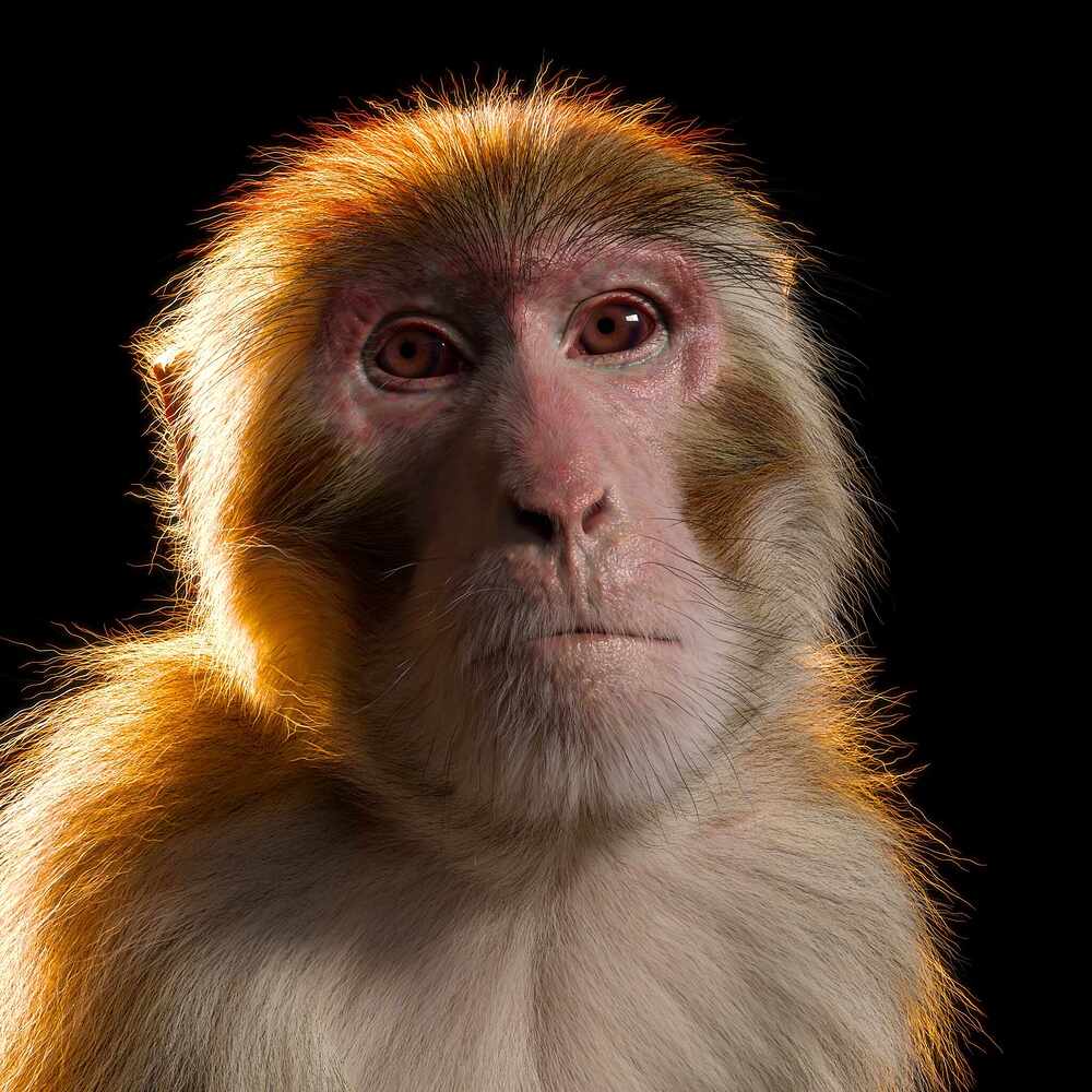 monkey_render_05