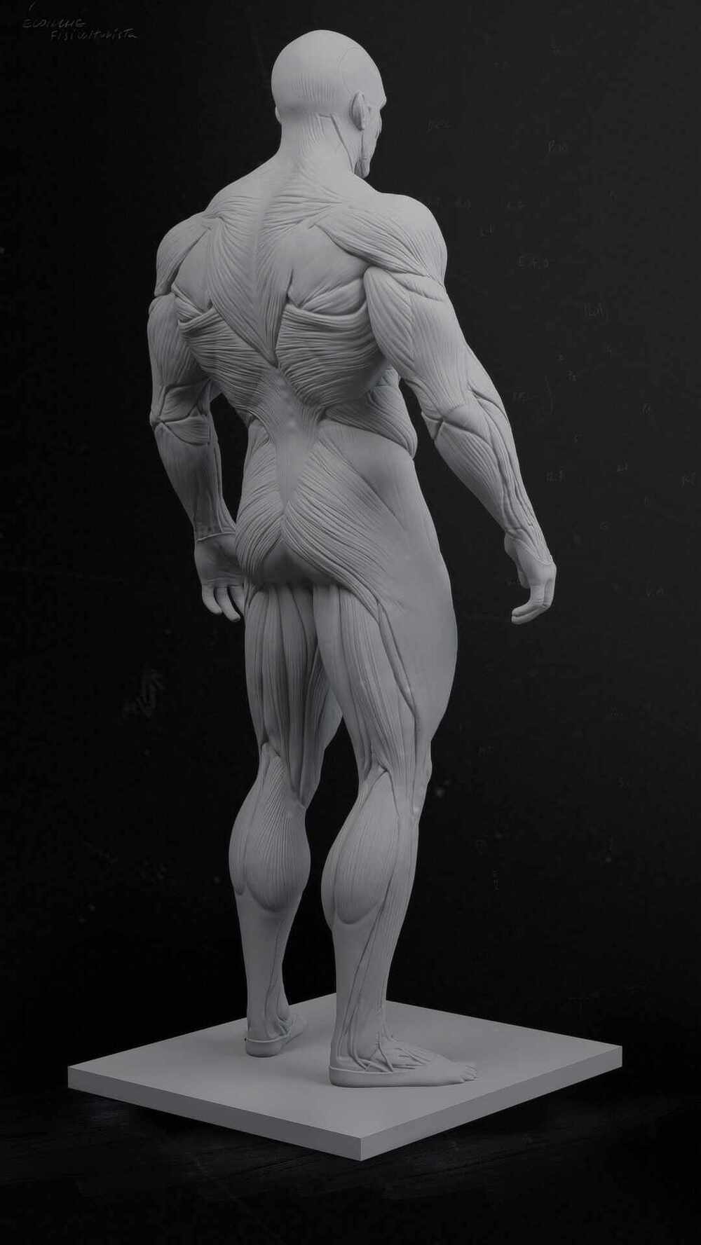 34back_ecorche_render