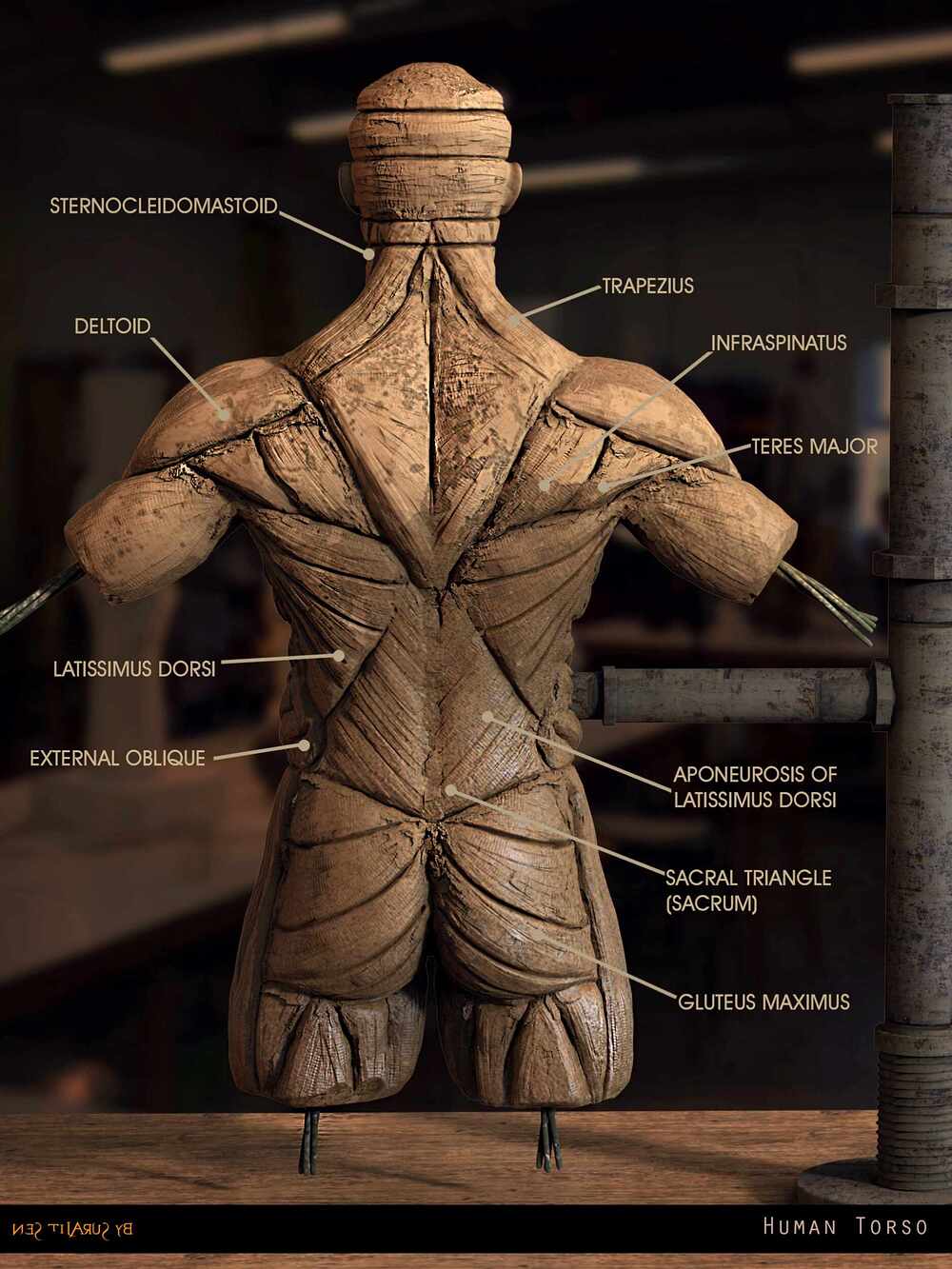 Human_Torso_Anatomy_Digital_Sculpture_SurajitSen_Feb2025 (4)