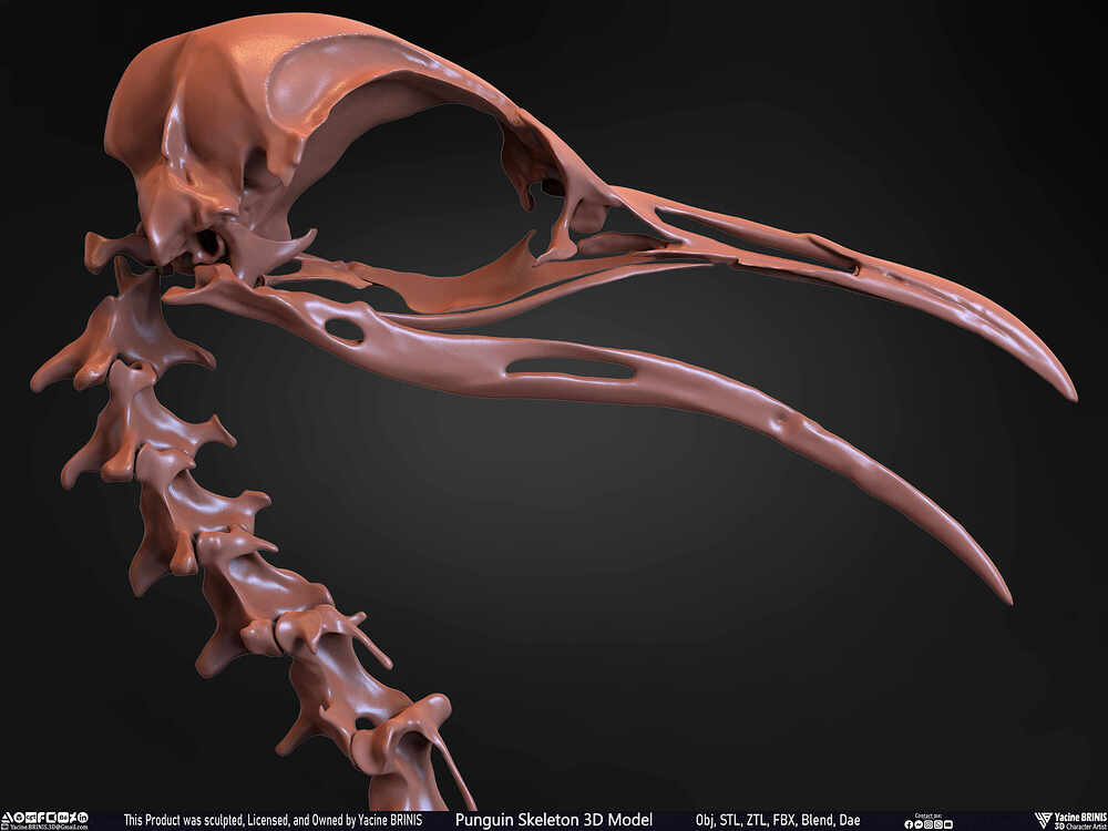 Punguin Skeleton 3D Model Sculpted by Yacine BRINIS Set 032