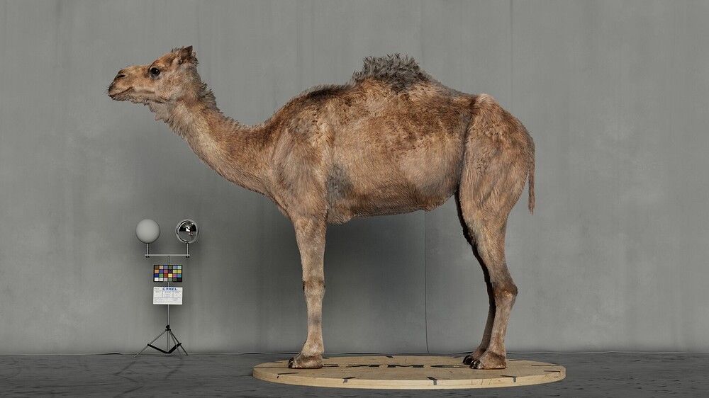 hussein-rasekh-04