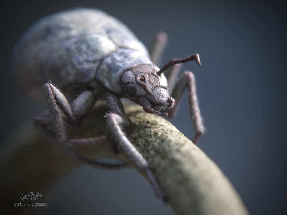 BUG