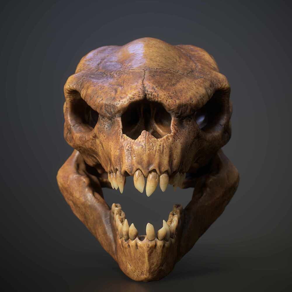 skull_FullQuality