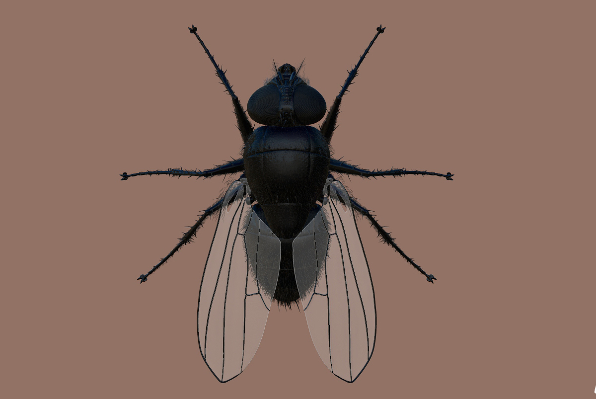 mouche 9.jpg