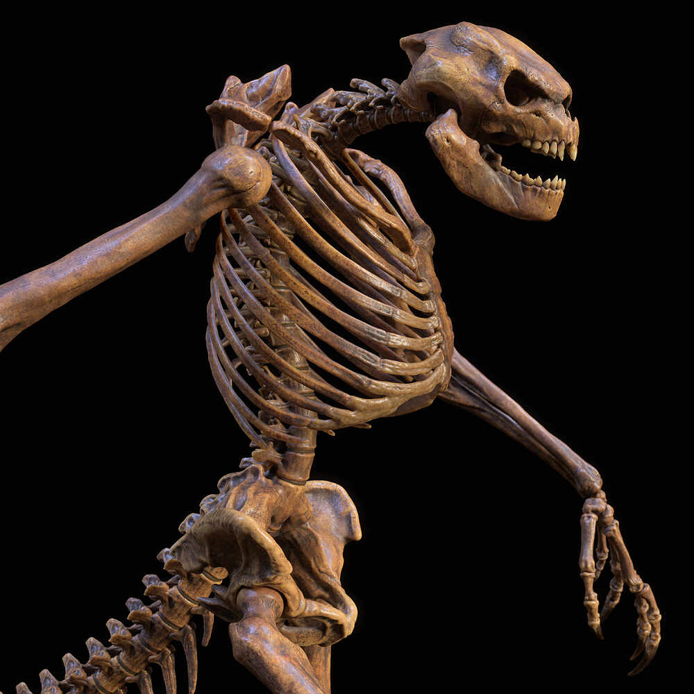 Lizard_Skeleton_07