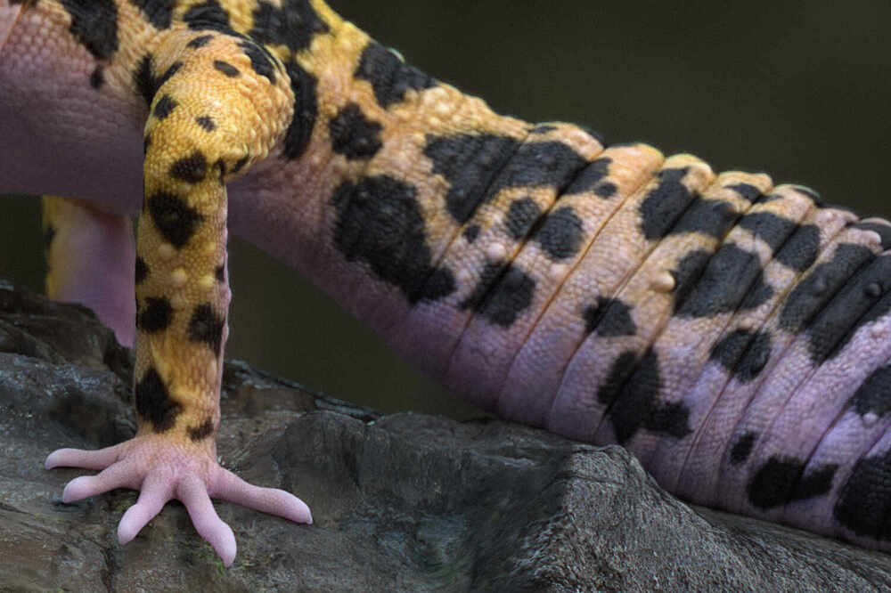 Leopardgecko_CloseUp4