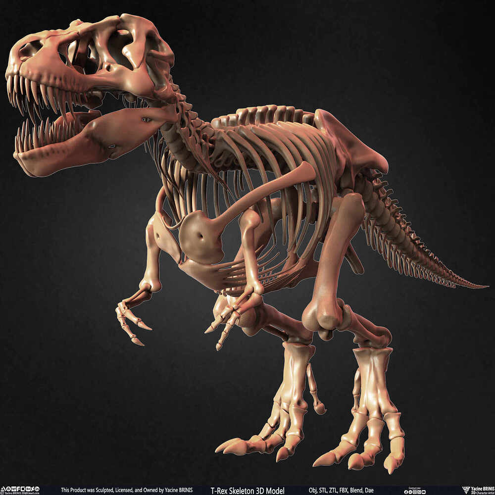 T-Rex Skeleton 3D Model (Tyrannosaurus Rex) Sculpted By Yacine BRINIS Set 019