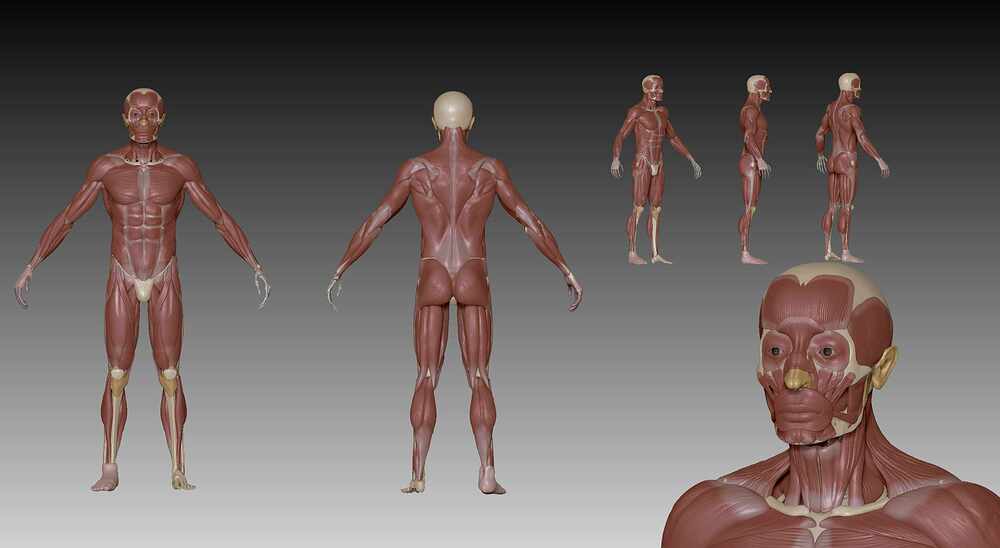 Ecorche Color