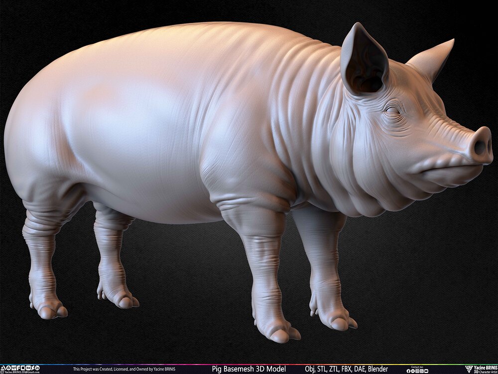 Pig Basemesh 3D Model Animal Anatomy Sculpted by Yacine BRINIS Set 058