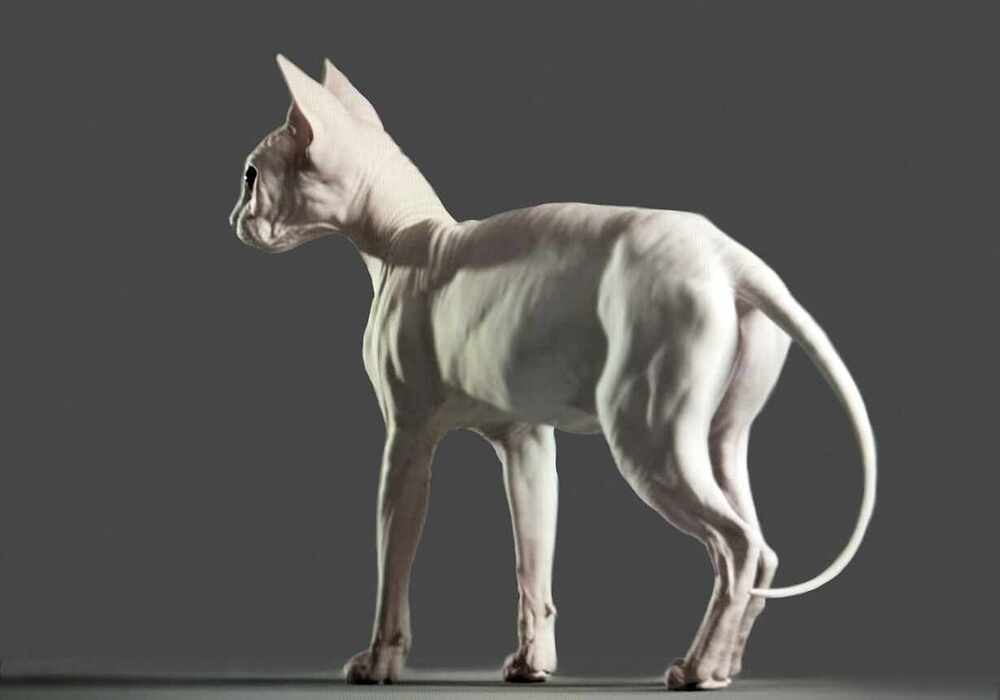 catNew6