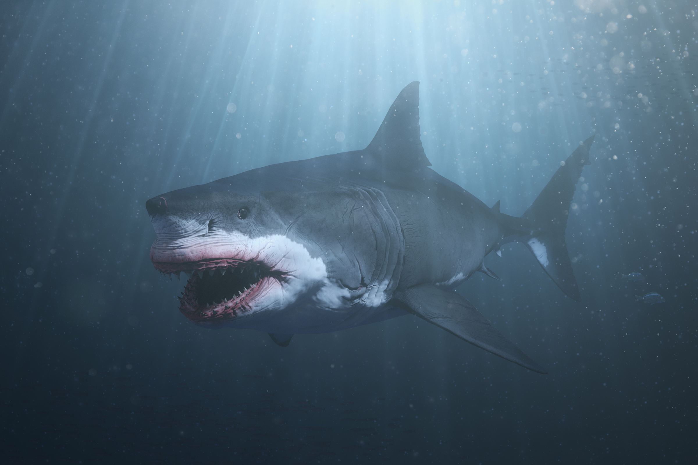 megalodon rc body