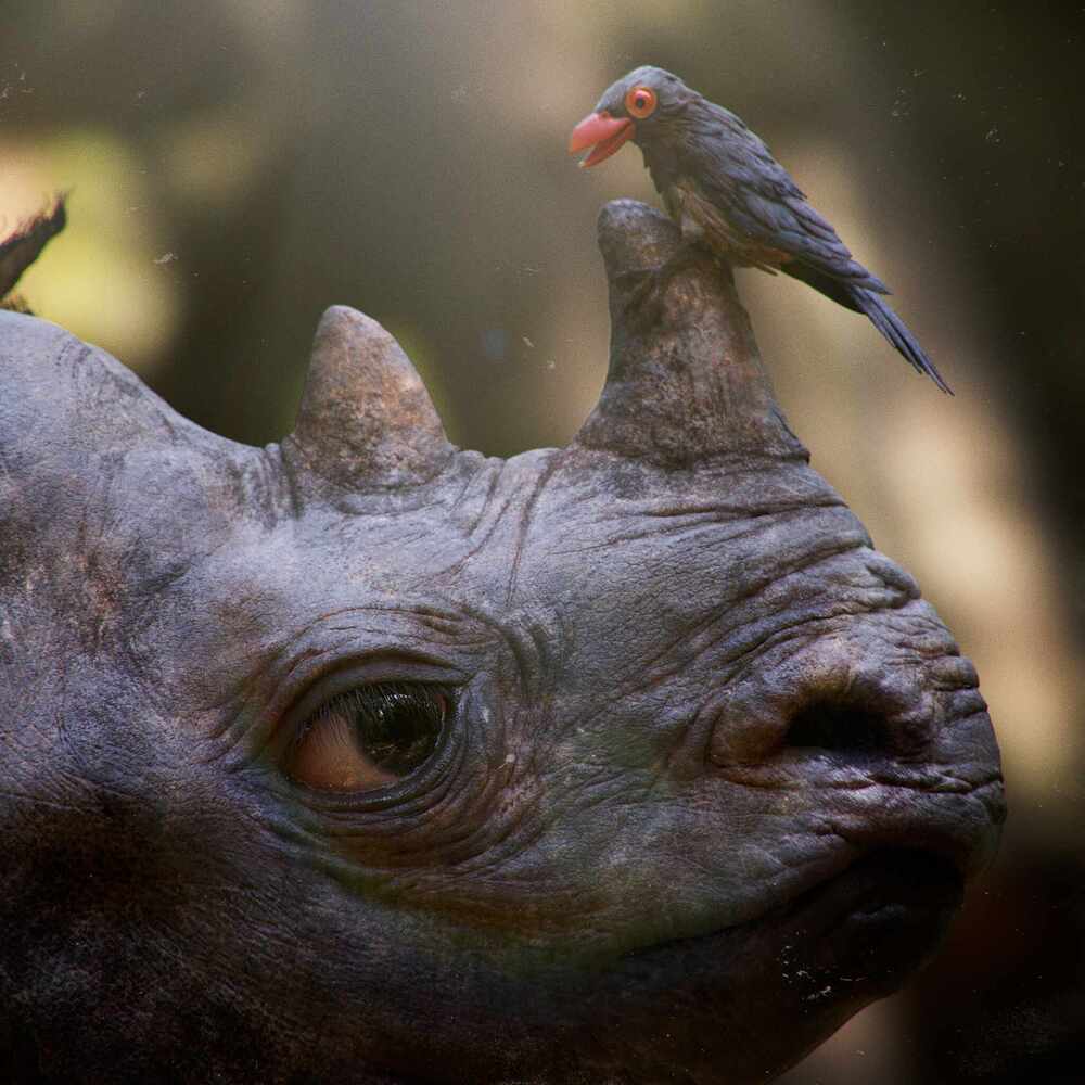 RhinoBirdA_Final