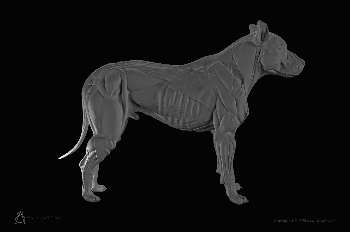 SA Anatomy preview images 6