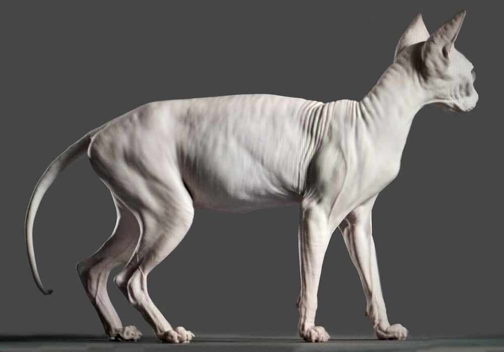 catNew3