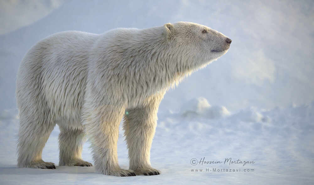 Polar Bear 04-www.h-mortazavi.com