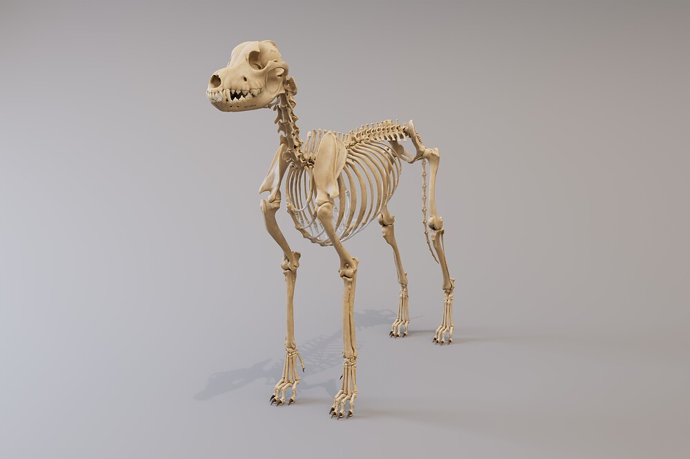 canine_skeleton_frontSide_4k